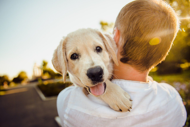 Лучший друг человека: несколько советов тем, кто решил завести собаку