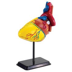 Акція на Набор для исследований Edu-Toys Модель сердца человека сборная 14 см (SK009) (4893338260095) від Rozetka UA