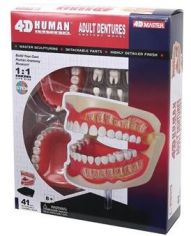Акція на Об'ємна анатомічна модель 4D Master Зубний ряд людини FM-626015 від Y.UA