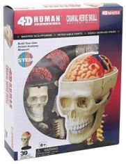 Акція на Объемная анатомическая модель 4D Master Черепно-мозговая коробка человека FM-626005 від Stylus