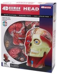 Акція на Объемная анатомическая модель 4D Master Голова человека FM-626103 від Stylus
