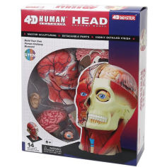Акция на Объемная модель 4D Master Голова человека от Podushka