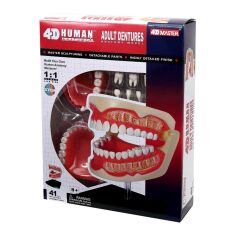 Акція на Об'ємна модель 4D Master Зубний ряд людини (FM-626015) від Будинок іграшок